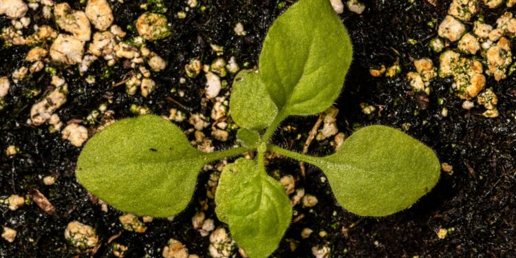 Eine junge Tabakpflanze Nicotiana benthamiana