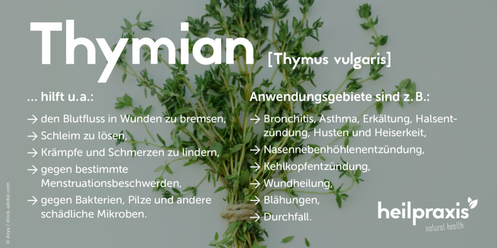 Für Was Ist Thymian Gut www.heilpraxisnet.de