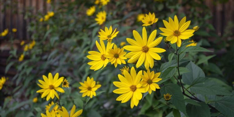 Gelbe Blüten und dunkelgrüne Blätter der Topinambur