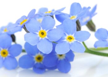 Vergissmeinnicht kennen die meisten von uns eher als hübsche Blume, doch in der Volksmedizin wurde sie auch als Heilpflanze genutzt. (Bild: Carola Schubbel/stock.adobe.com)