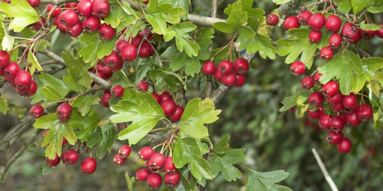 Weißdorn mit hellgrünen Blättern und roten Beeren