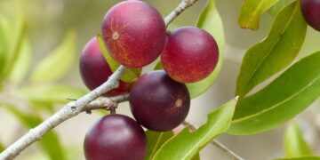 Camu-Camu-Früchte am Baum