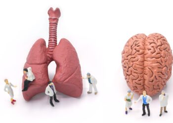Modelle von Lunge und Gehirn.