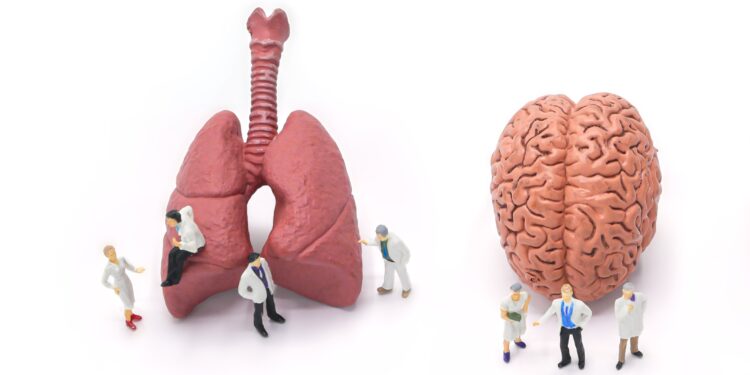 Modelle von Lunge und Gehirn.