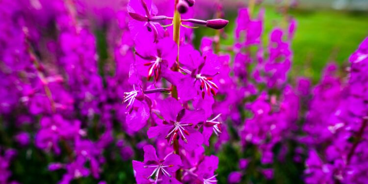 Violette Blüten des Weidenröschens