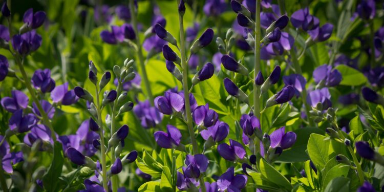 Blaue Blüten des Wilden Indigo