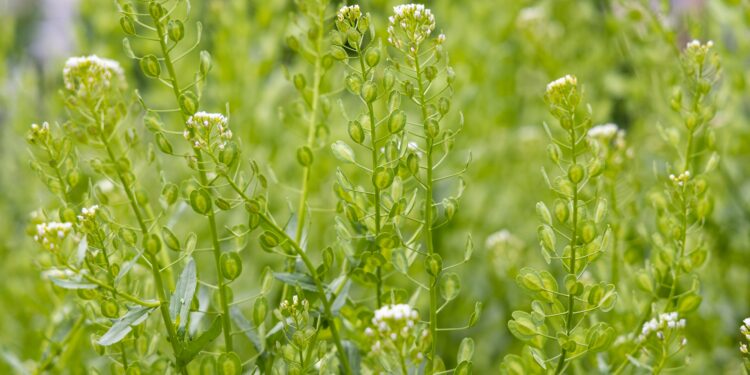 Hellgrünes Ackerhellerkraut mit weißen Blüten