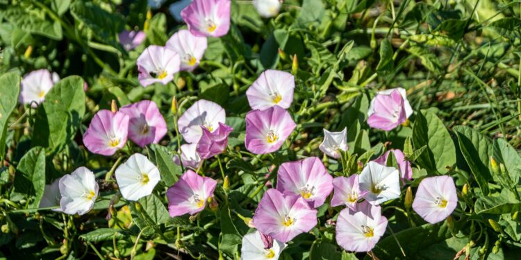 Weiße und hellviolette Blüten der Ackerwinde