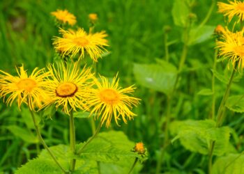 Inula helenium ist eine der ältesten bekannten Heilpflanzen, außerdem eine beliebte Pflanze in Bauerngärten. (Bild: Rihards/stock.adobe.com)