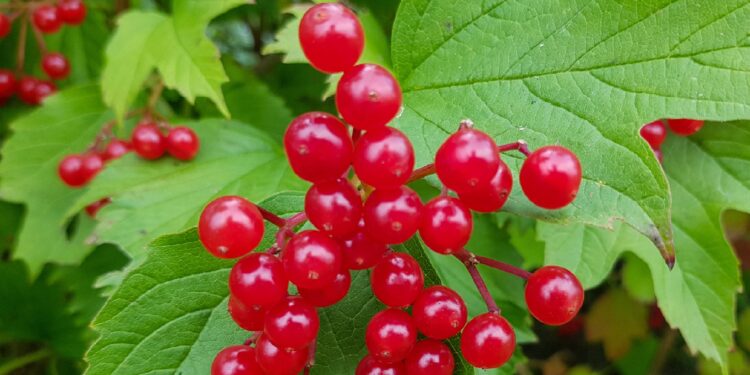 Rote Beeren des Amerikanischen Schneeballs vor grünem Blatt