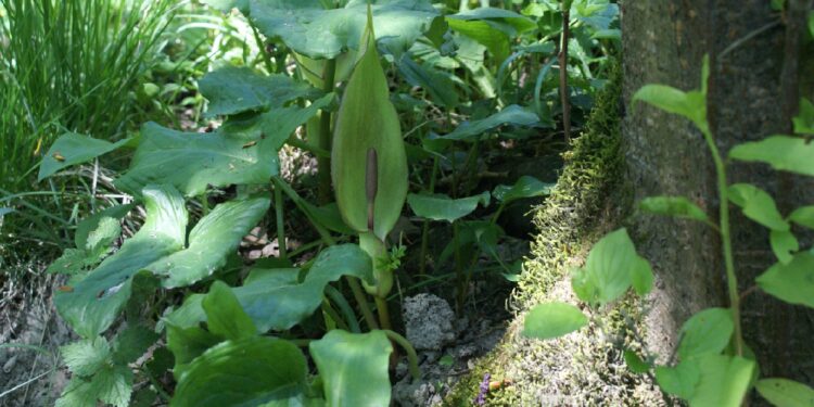 Aronstab mit Blüte und vielen grünen Blättern wächst am Fuße eines Baumes