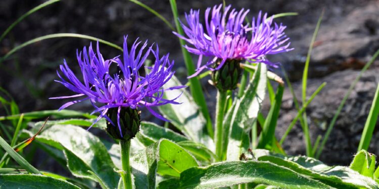 Zwei blau-violette Blüten der Berg-Flockenblme mit grünen Blättern im Sonnenschein