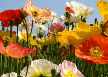 Islandmohn wächst farbenprächtig bis zu 50 Zentimeter hoch. Hierzulande ist er meist nur als Zierpflanze bekannt. (Bild: D. Jacobi/stock.adobe.com)