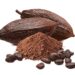 Eine Kakao-Bohne und Kakao-Pulver vor weißem Hintergrund.
