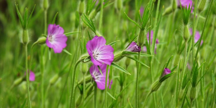 Hellviolette Blüten der Kornrade in grünem Bewuchs