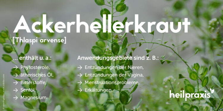 Übersicht einiger Inhaltsstoffe und Anwendungsgebiete von Ackerhellerkraut