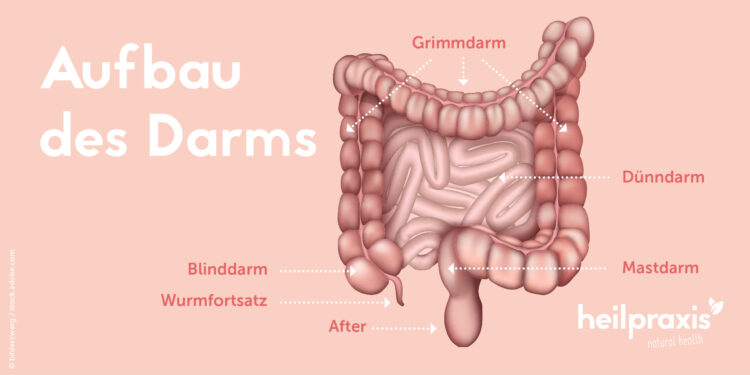 Übersicht zum Aufbau des Darms mit den verschiedenen Darmabschnitten