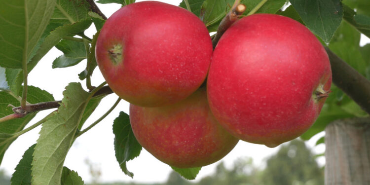 Früchte der allergikerfreundlichen Apfelsorte 'ZIN 168' am Baum.