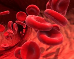 Grafische Darstellung von roten Blutkörperchen, die durch ein Blutgefäß zirkulieren.