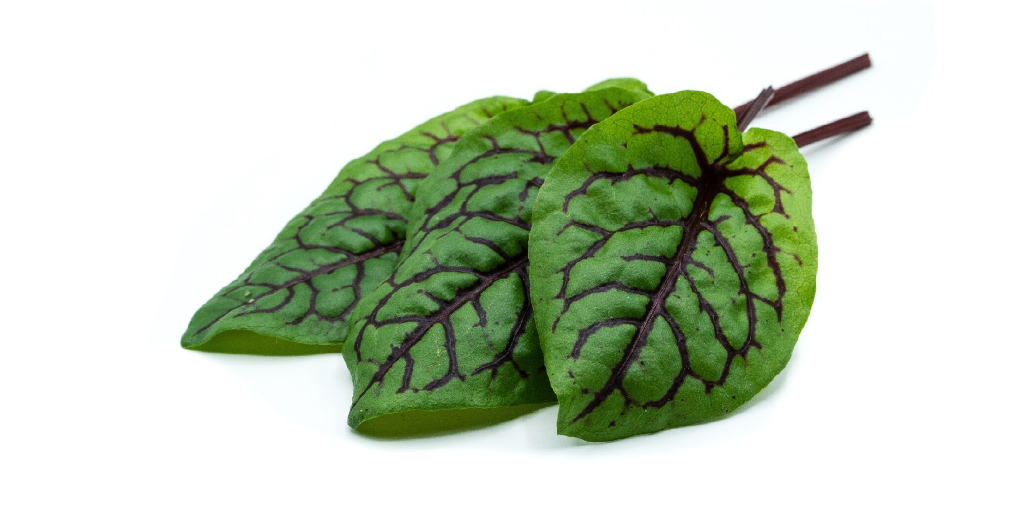 Blutampfer – Inhaltsstoffe, Wirkung und Anwendung – Heilpraxis