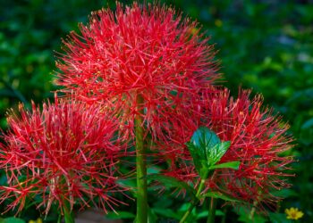 Drei rote Blüten der Blutblume vor dunkelgrünem Hintergrund