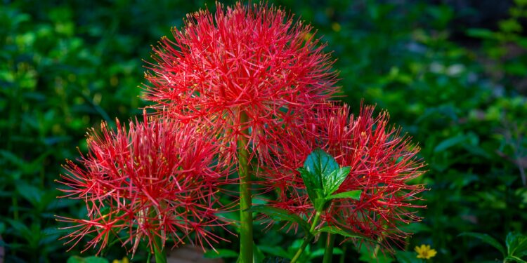 Drei rote Blüten der Blutblume vor dunkelgrünem Hintergrund