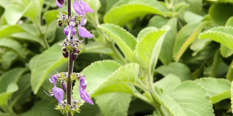 Zartviolette Boldoblüte vor hellgrünem Blattwerk