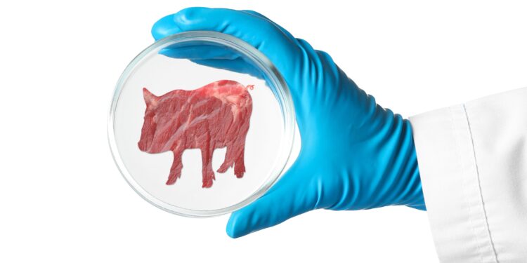 In einer Petrischale liegt ein Stück Fleisch in Form eines Schweines.