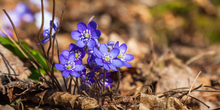 Kleine Staude blauer Leberblümchen auf von braunem Laub bedecktem Waldboden