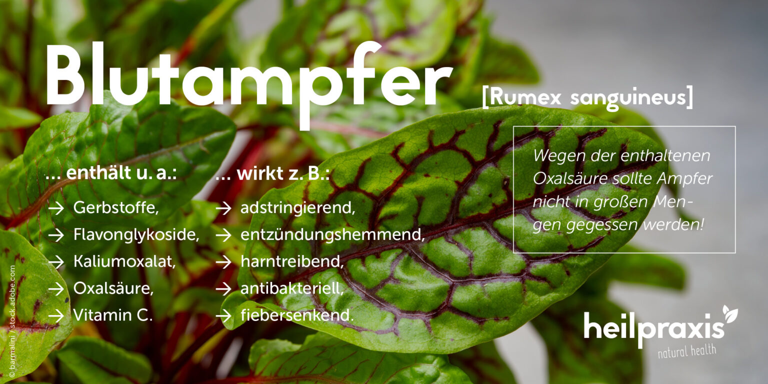 Blutampfer – Inhaltsstoffe, Wirkung und Anwendung – Heilpraxis