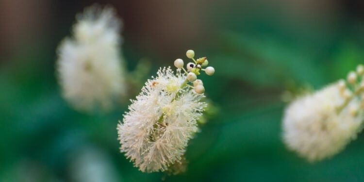 Weiße Blüten der Traubensilberkerze vor grünem Blatthintergrund