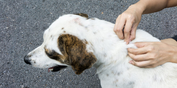 Zeckebsuche beim Hund