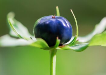 Stängel, Blätter und Frucht der Einbeere
