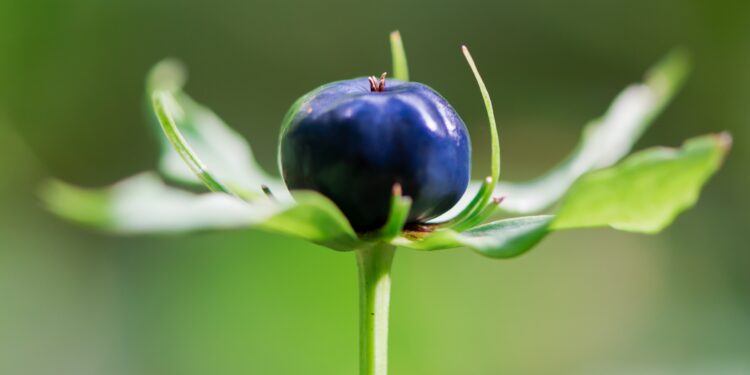 Stängel, Blätter und Frucht der Einbeere