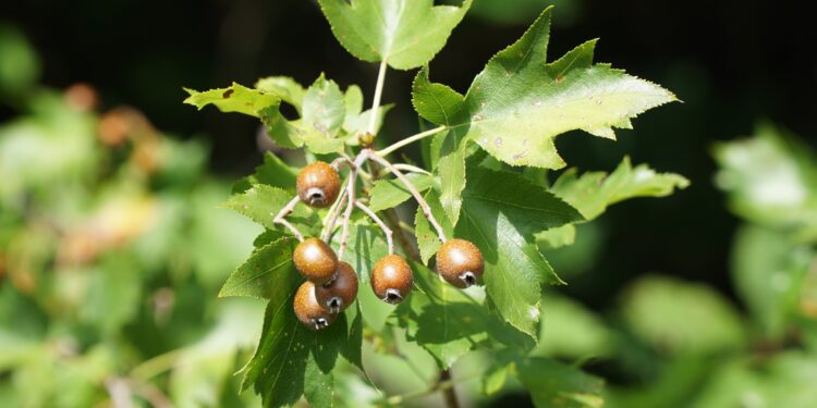 Beeren und Blätter der Elsbeere