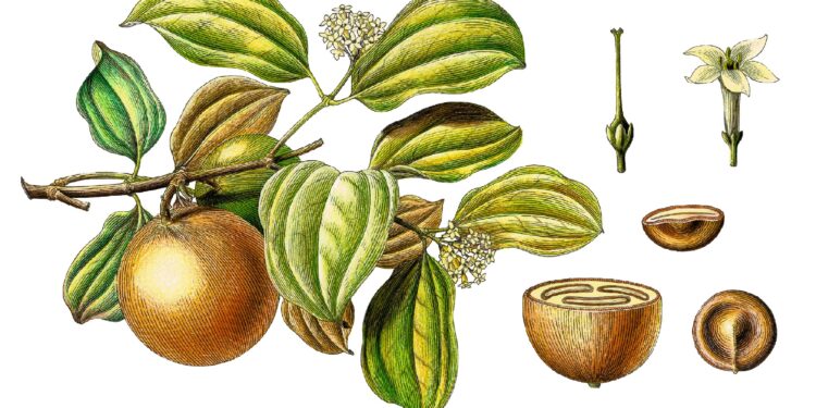 Illustration der Pflanze, Blätter, Früchte und Samen der Gemeinen Brechnuss Strychnos nux-vomica