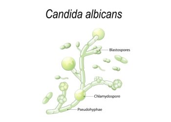 Zeichnerische Darstellung des Pilzes Candida albicans