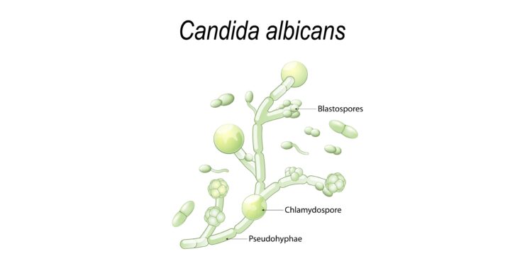 Zeichnerische Darstellung des Pilzes Candida albicans