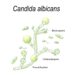 Zeichnerische Darstellung des Pilzes Candida albicans