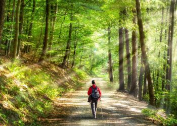 Eine Person geht im Wald spazieren.