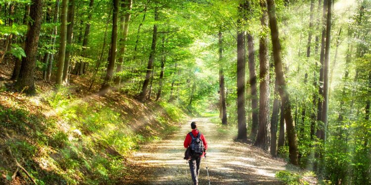 Eine Person geht im Wald spazieren.