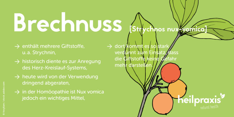 Übersicht der Inhaltsstoffe und Anwendung der Gemeinen Brechnuss Strychnos nux-vomica