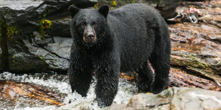 Ein Schwarzbär steht in einem Fluss.