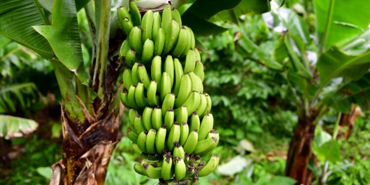 Bananenstaude mit grünen Bananenfrüchten