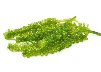 Meerestrauben (Caulerpa lentillifera)