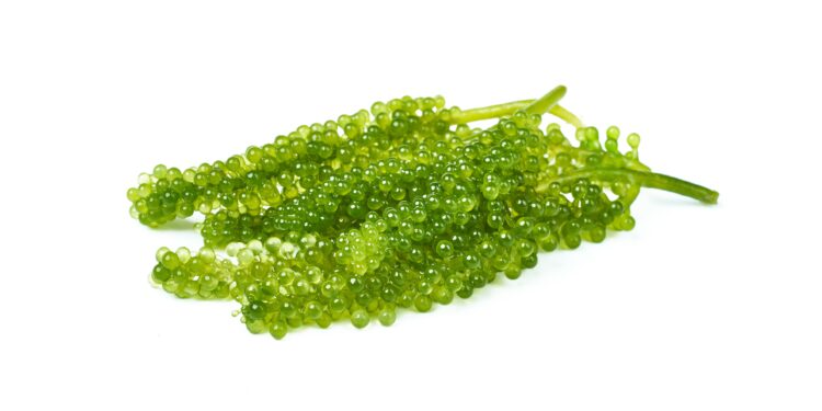 Meerestrauben (Caulerpa lentillifera)