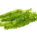 Meerestrauben (Caulerpa lentillifera)