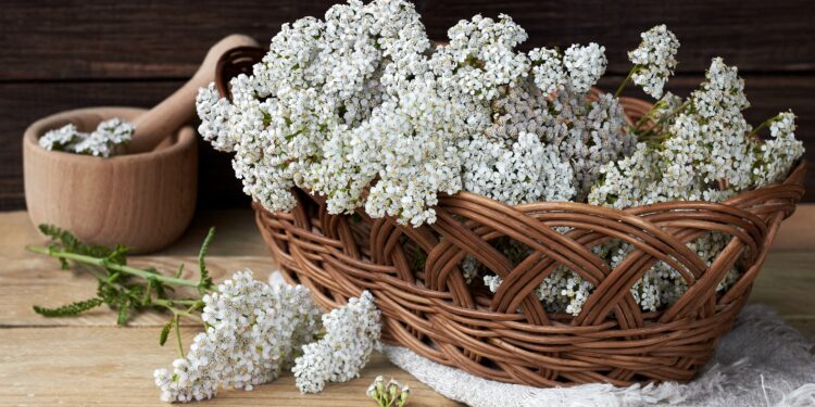 Geflochtener Korb gefüllt mit Schafgarbenblüten auf einem Badetuch