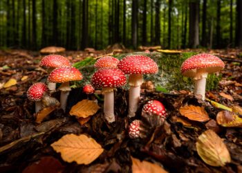 Fliegenpilze in einem Wald