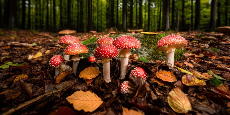 Fliegenpilze in einem Wald